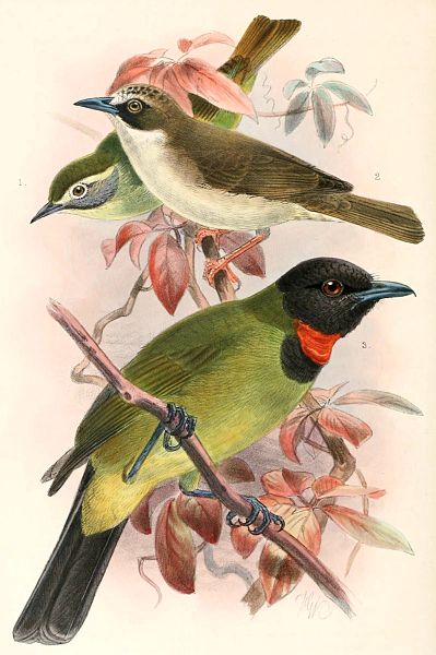Pachycephala mentalis