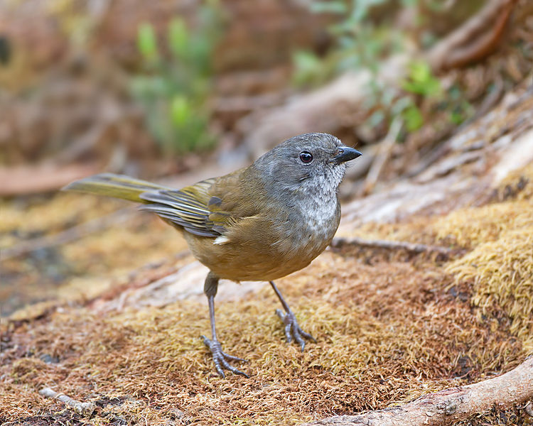 Pachycephala olivacea
