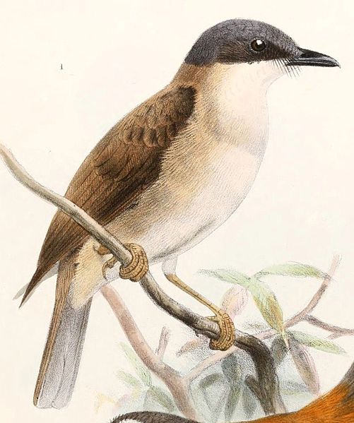 Pachycephala phaionota