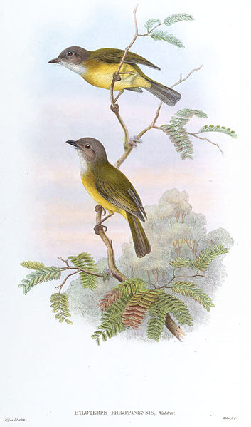 Pachycephala philippinensis