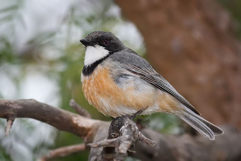 Pachycephala rufiventris