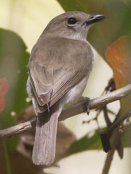 Pachycephala simplex