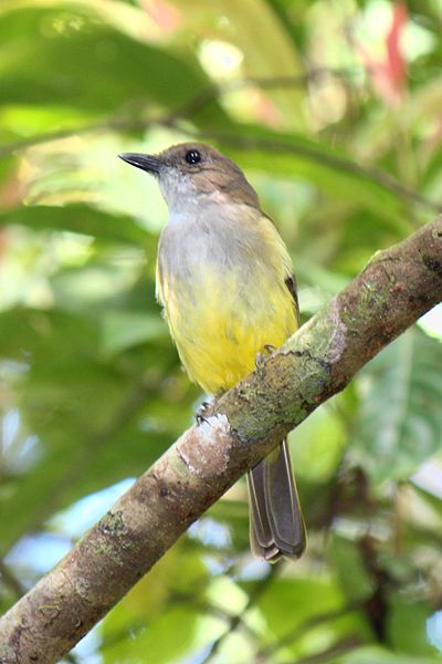 Pachycephala sulfuriventer