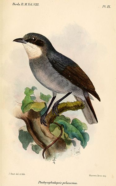Pachycephalopsis poliosoma
