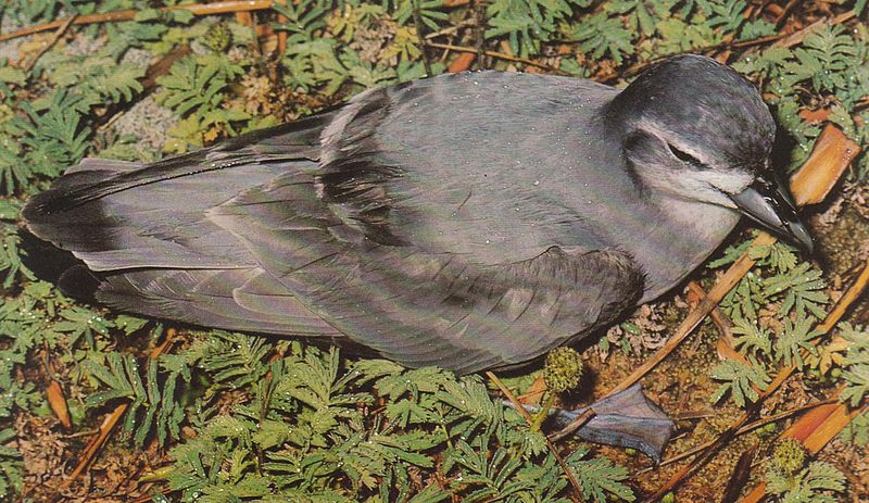 Pachyptila belcheri