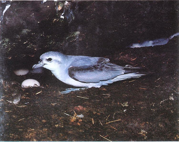 Pachyptila turtur