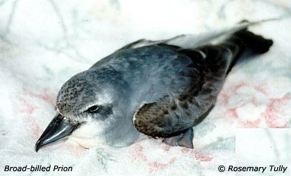 Pachyptila vittata