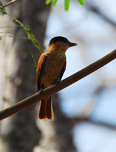 Pachyramphus aglaiae