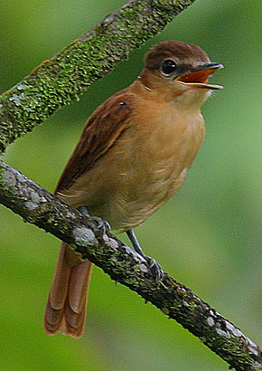 Pachyramphus cinnamomeus