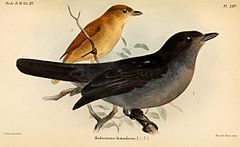 Pachyramphus homochrous