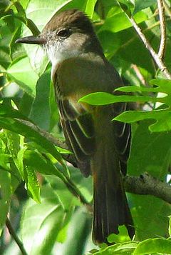 Pachyramphus major