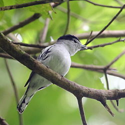 Pachyramphus surinamus
