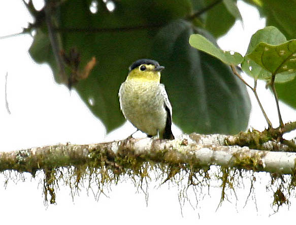 Pachyramphus versicolor