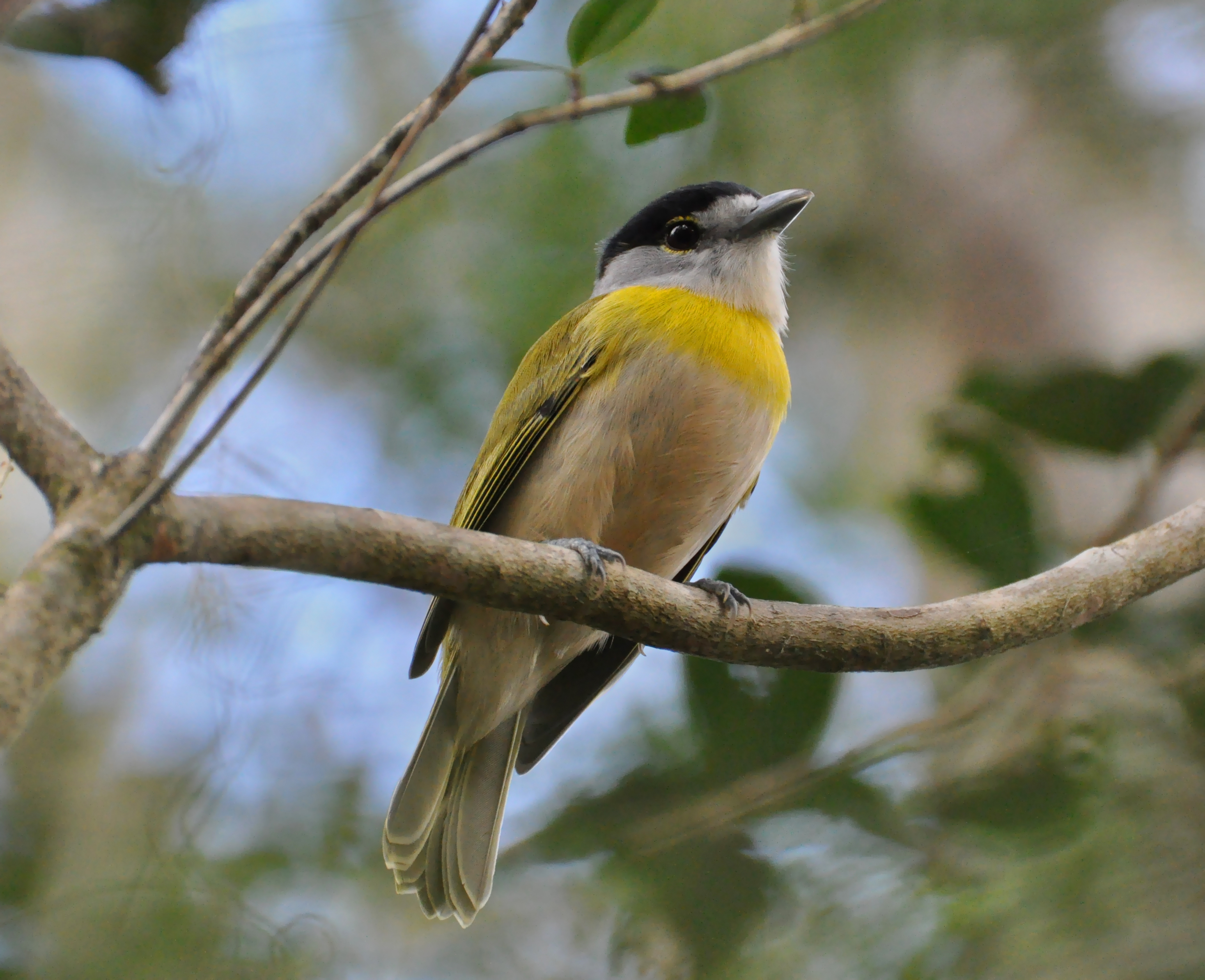 Pachyramphus viridis