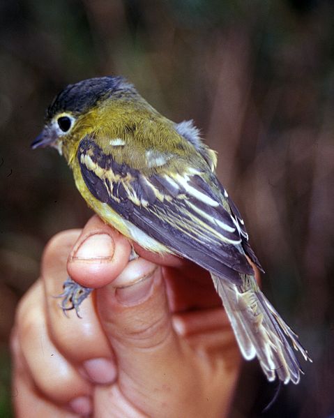 Pachyramphus xanthogenys