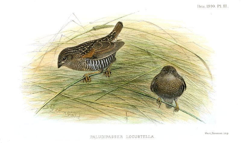 Paludipasser locustella