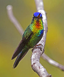 Panterpe insignis