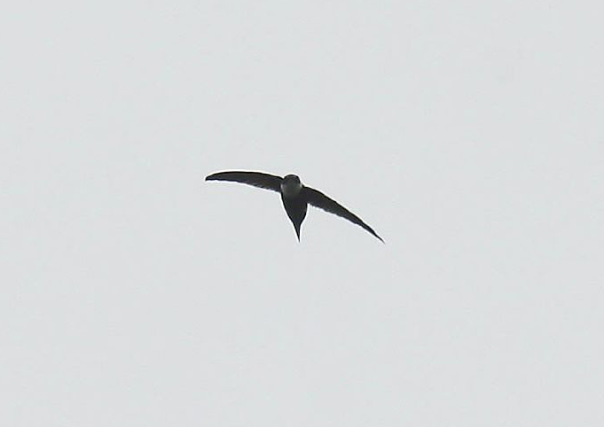 Panyptila cayennensis