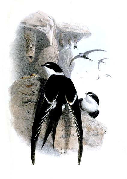 Panyptila sanctihieronymi
