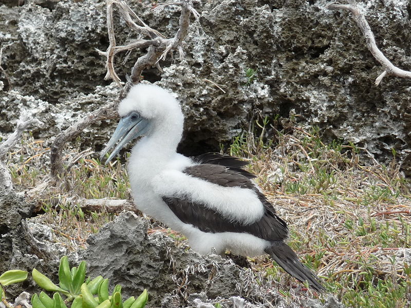 Papasula abbotti