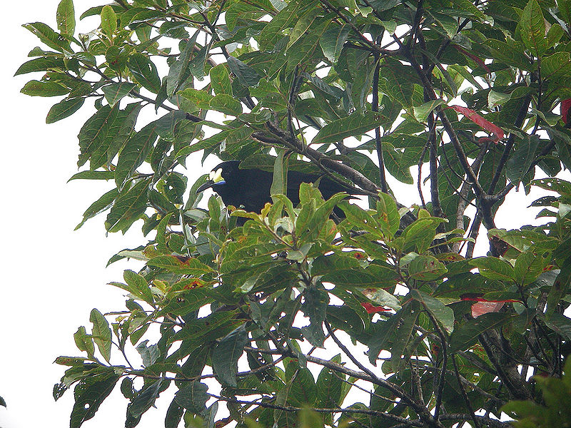 Paradigalla brevicauda