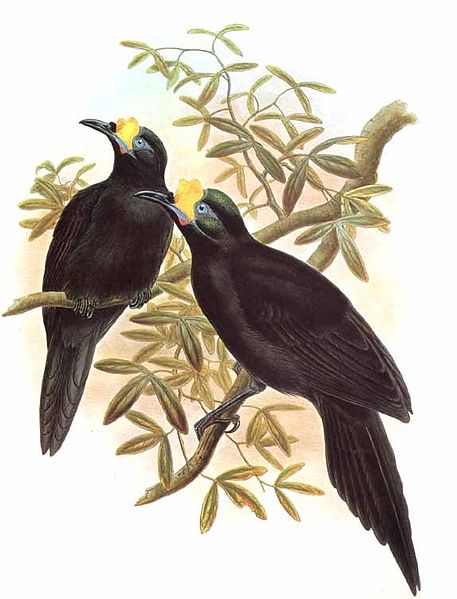 Paradigalla carunculata