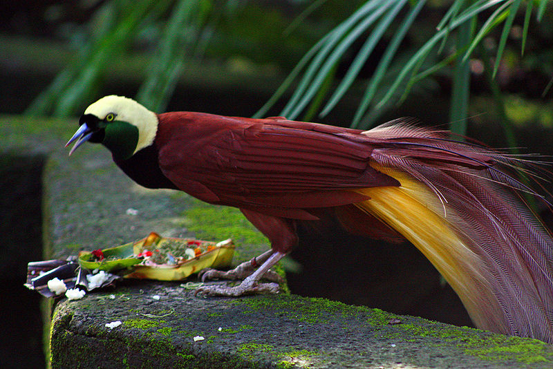 Paradisaea apoda