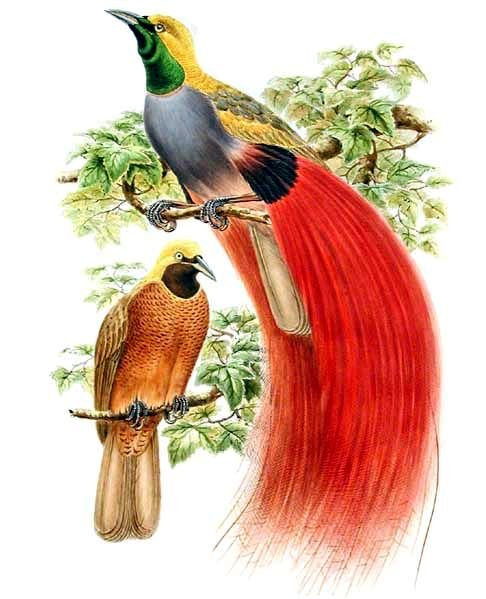 Paradisaea decora