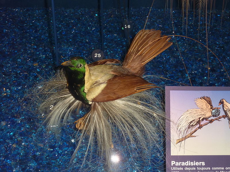 Paradisaea guilielmi