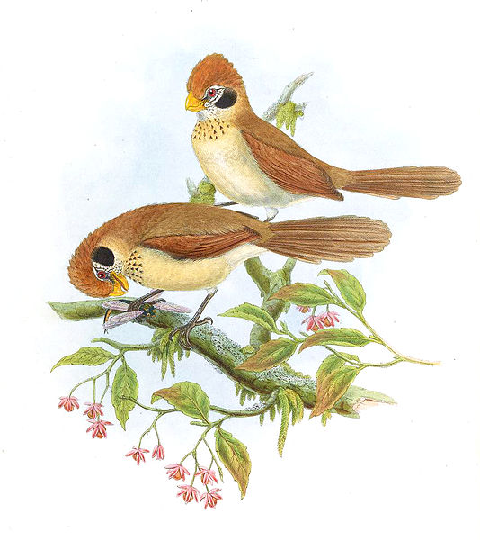 Paradoxornis guttaticollis