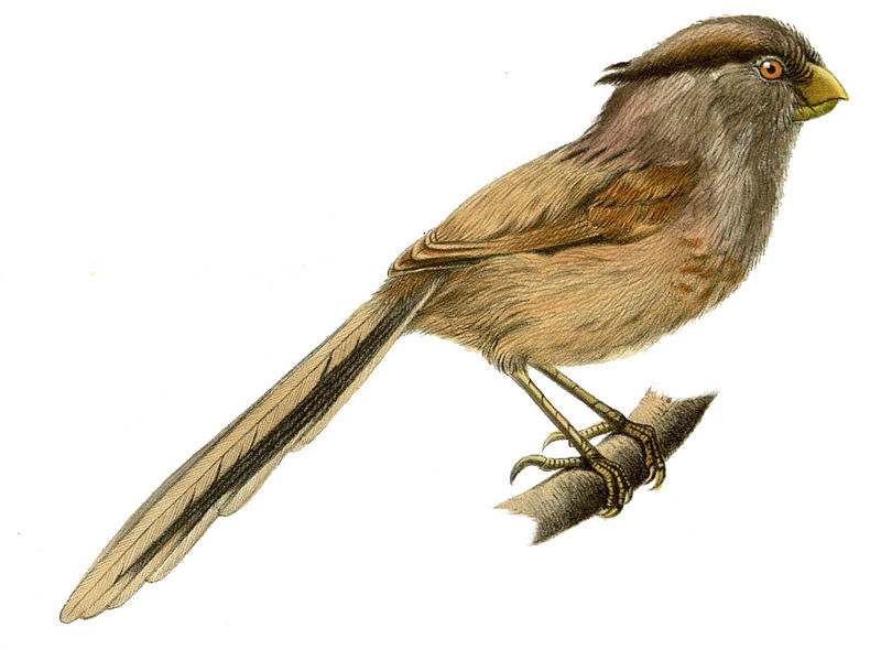 Paradoxornis heudei