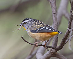 Pardalotus punctatus