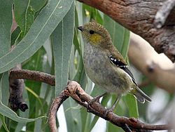Pardalotus quadragintus