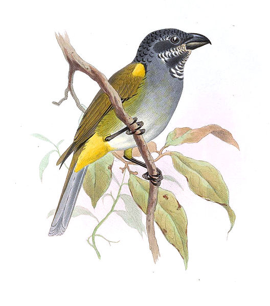 Parkerthraustes humeralis