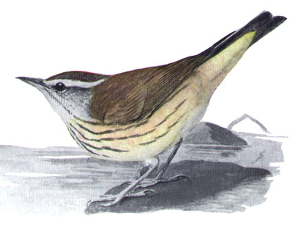 Parkesia motacilla