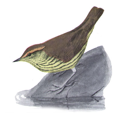 Parkesia noveboracensis