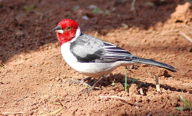 Paroaria dominicana