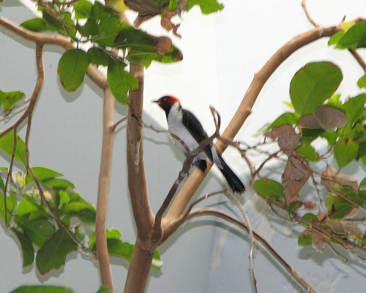 Paroaria gularis