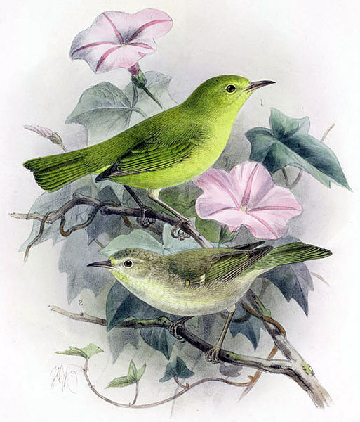 Paroreomyza montana