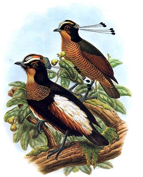 Parotia carolae