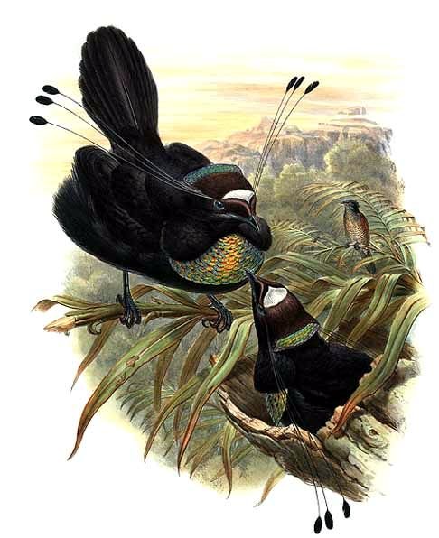 Parotia sefilata