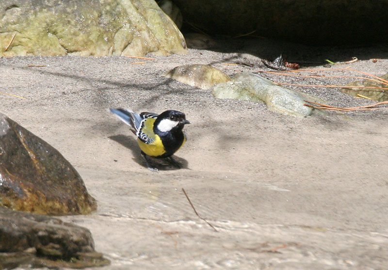 Parus monticolus