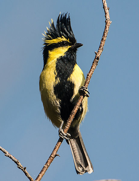 Parus xanthogenys