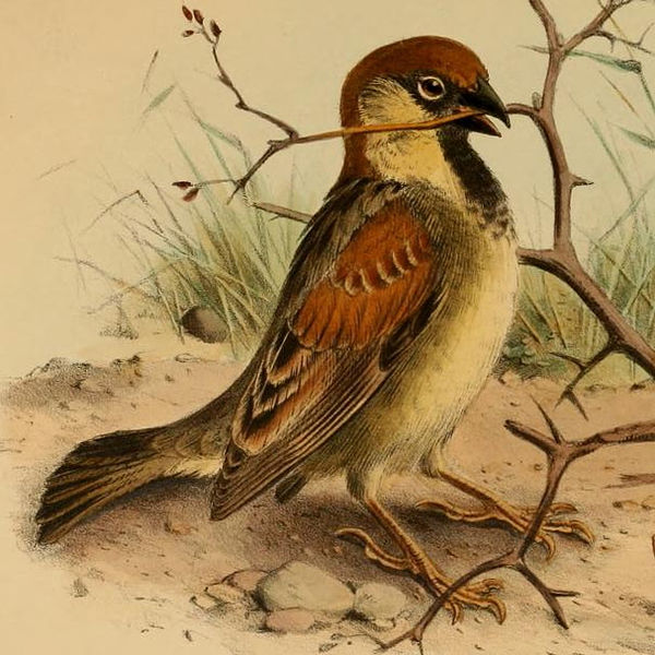 Passer castanopterus