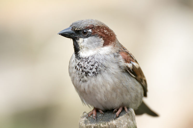 Passer domesticus