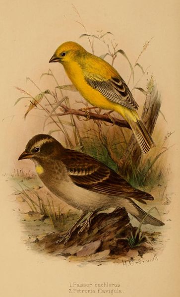Passer euchlorus