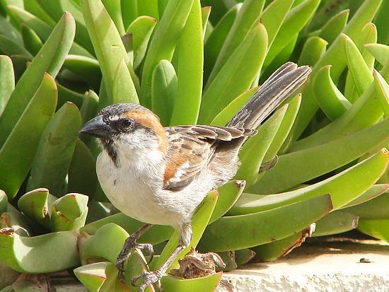 Passer iagoensis