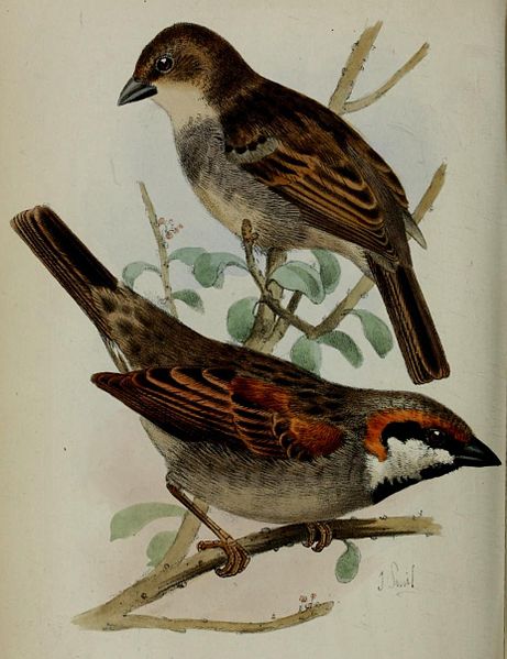 Passer insularis