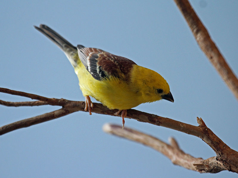 Passer luteus