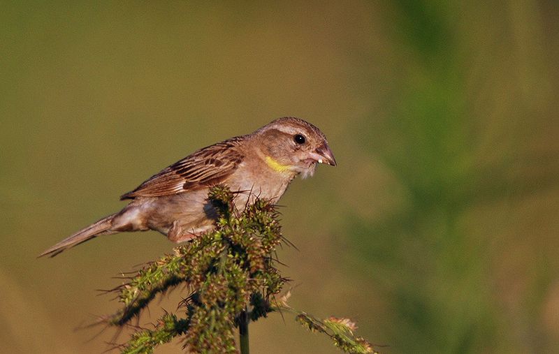 Passer moabiticus